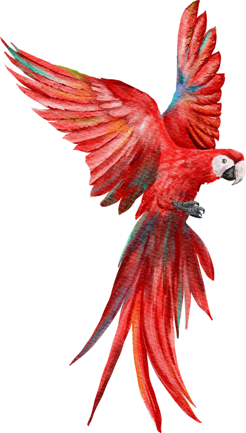 Watercolor Flying Scarlet Macaw