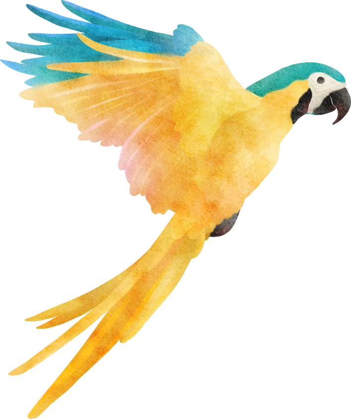 Watercolor Macaw Bird Illustration