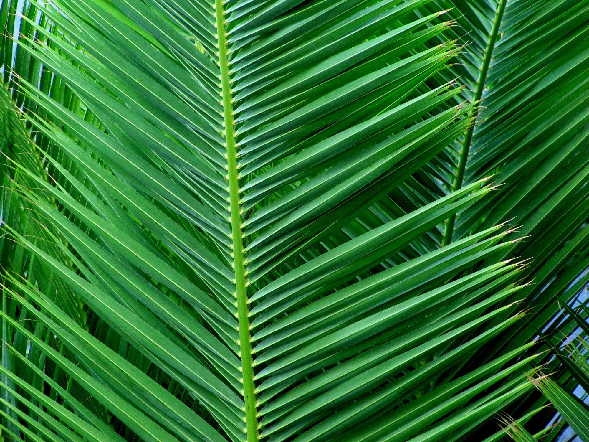 Palm, Leaf, Tree, Green, Tropical, Coconut, Flora