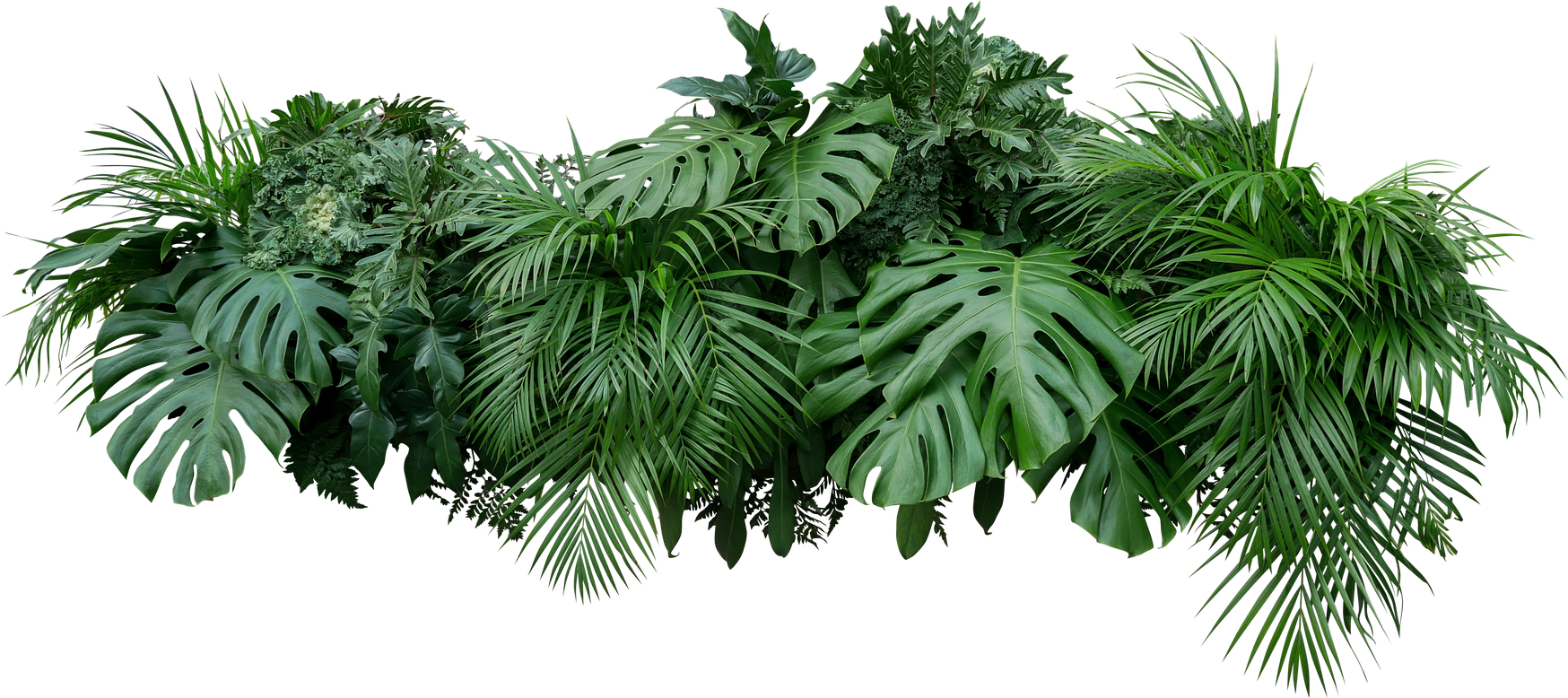 Tropical Leaves Foliage