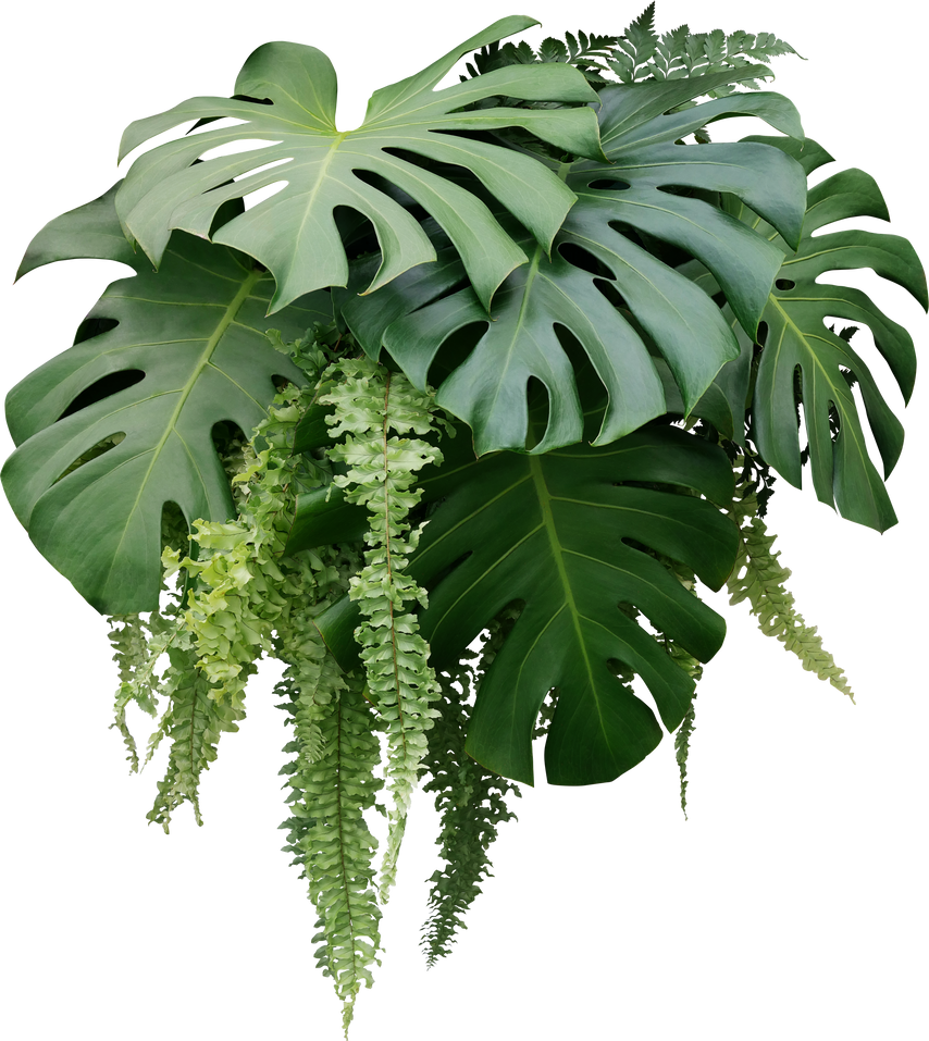 Tropical foliage plant bush of Monstera and hanging fern green leaves floral arrangment nature backdrop